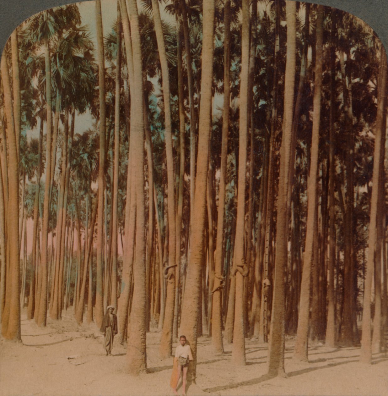 Toddy palms 100 stop vysoký, Pagan, Barma, 1907. Umělci: Elmer Underwood, Bert Elias Underwood. od Underwood and Underwood