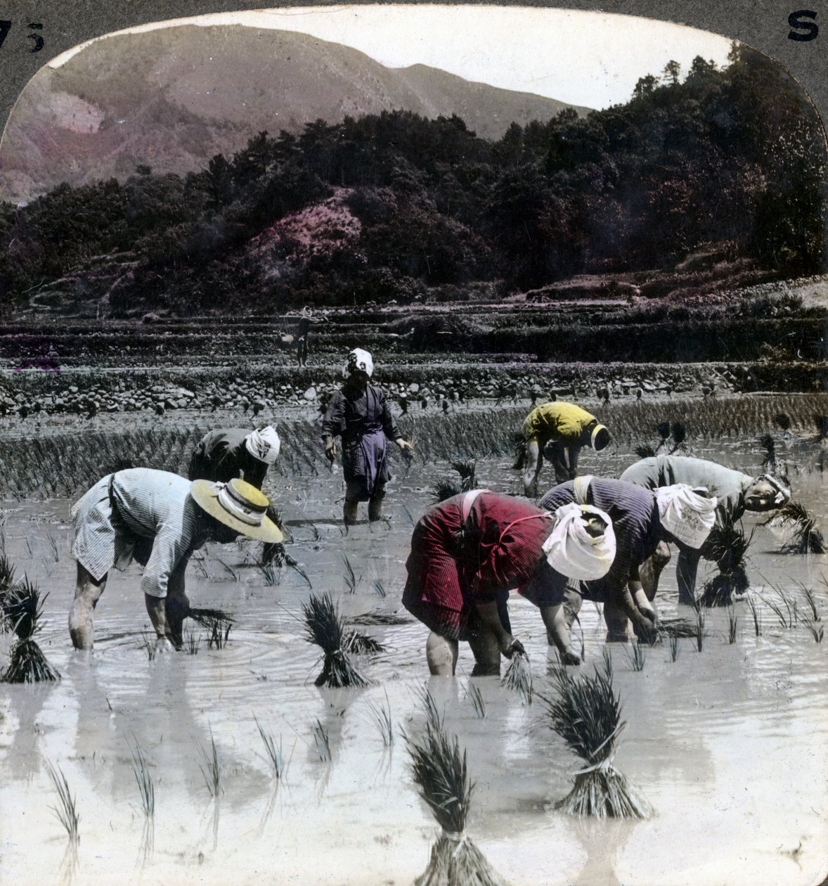 Přesazování rýže na rýžovém poli, Japonsko, 1904. od Underwood and Underwood