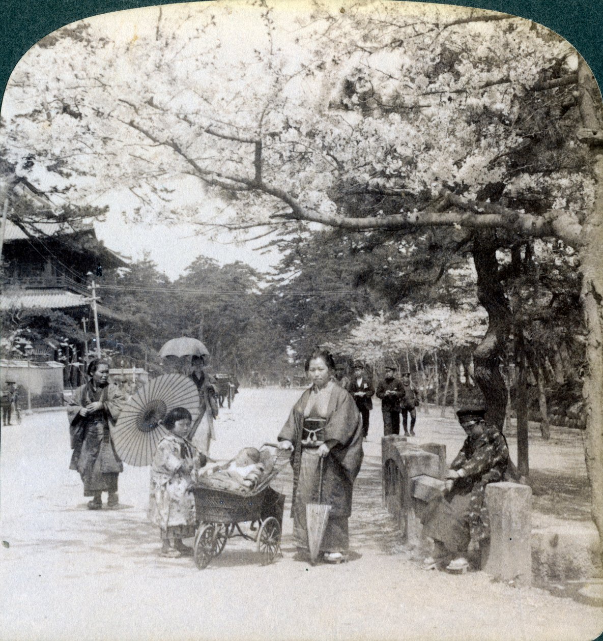 Pod třešňovými květy, při pohledu na severovýchod podél hlavní třídy parku Shiba, Tokio, Japonsko, 1904 od Underwood and Underwood