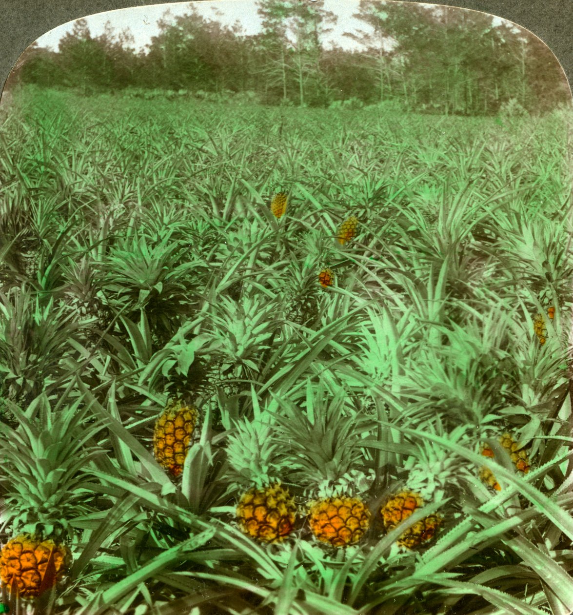 Kde roste svůdný ananas, Florida, USA, 1896. od Underwood and Underwood