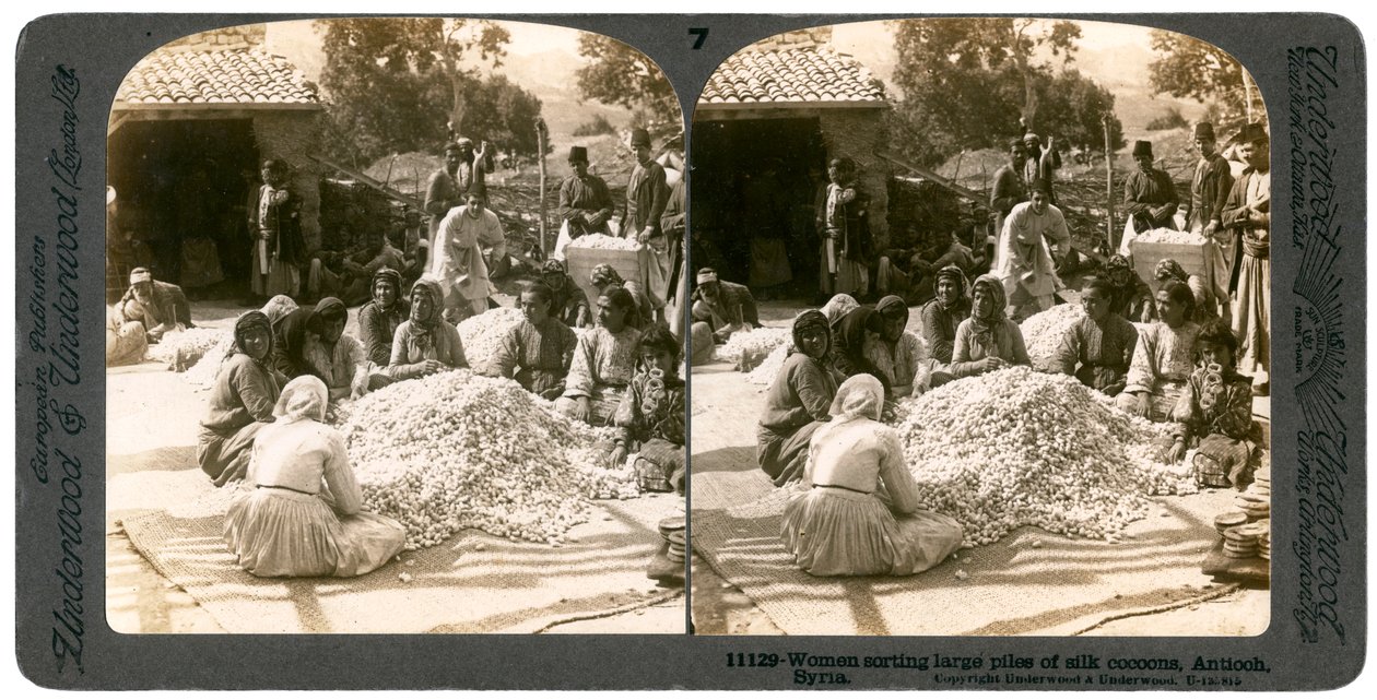 Ženy třídící velké hromady hedvábných kokonů, Antiochie, Sýrie, 1900s. od Underwood and Underwood