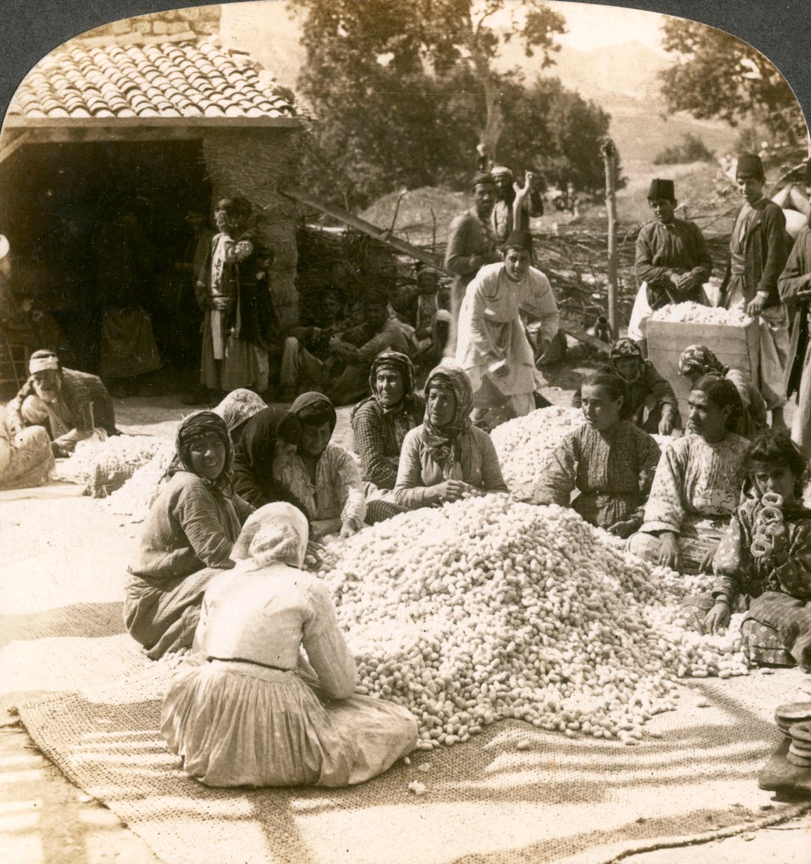 Ženy třídící velké hromady hedvábných kokonů, Antiochie, Sýrie, 1900s. od Underwood and Underwood