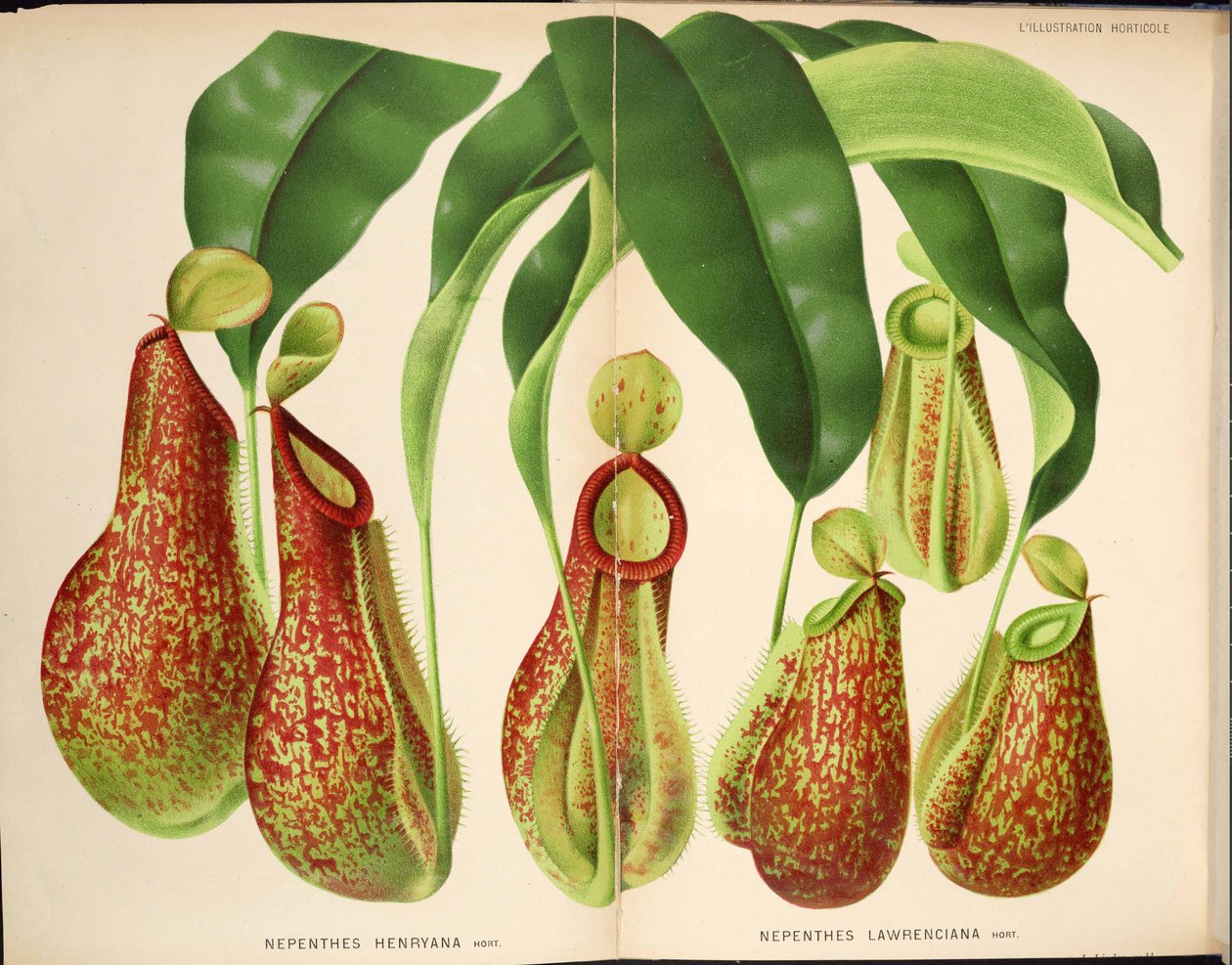 Nepenthes henryana & Nepenthes lawrenciana - L’Illustration horticole (1882) od Unknown