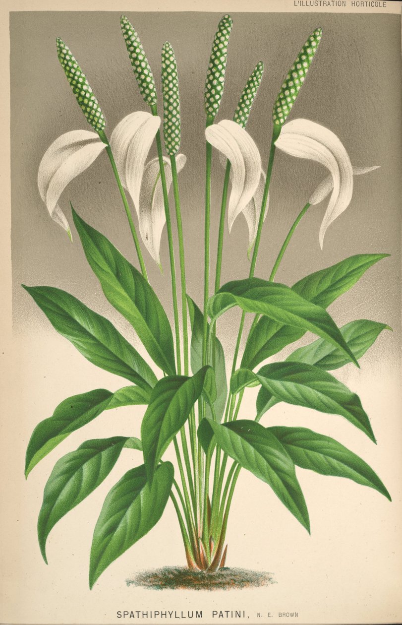 Spathiphyllum patinii od Unknown