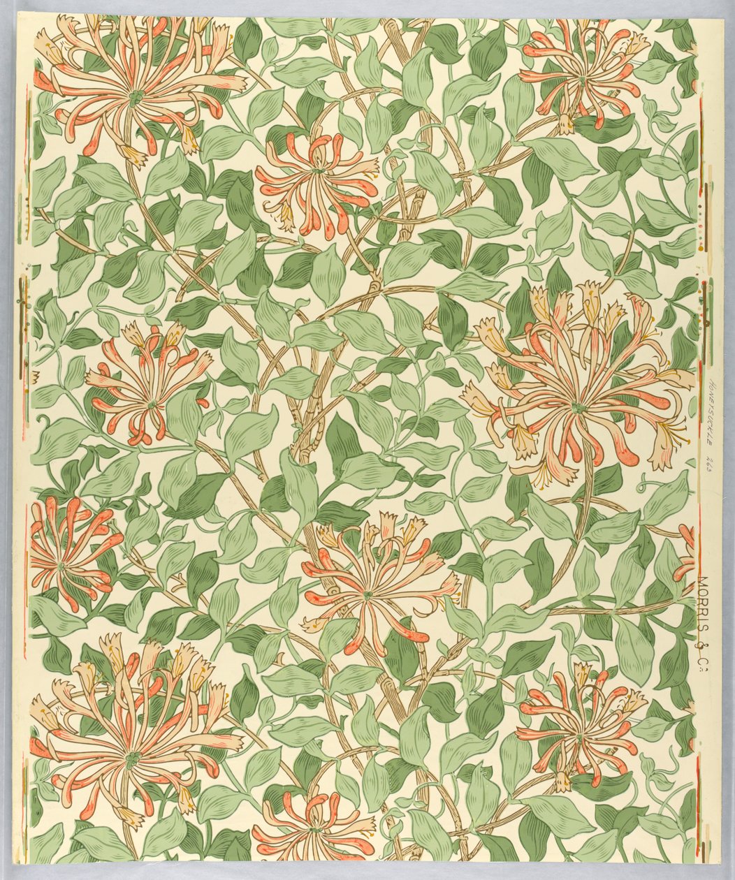 Bočnice, zimolez, 1883 od Unknown