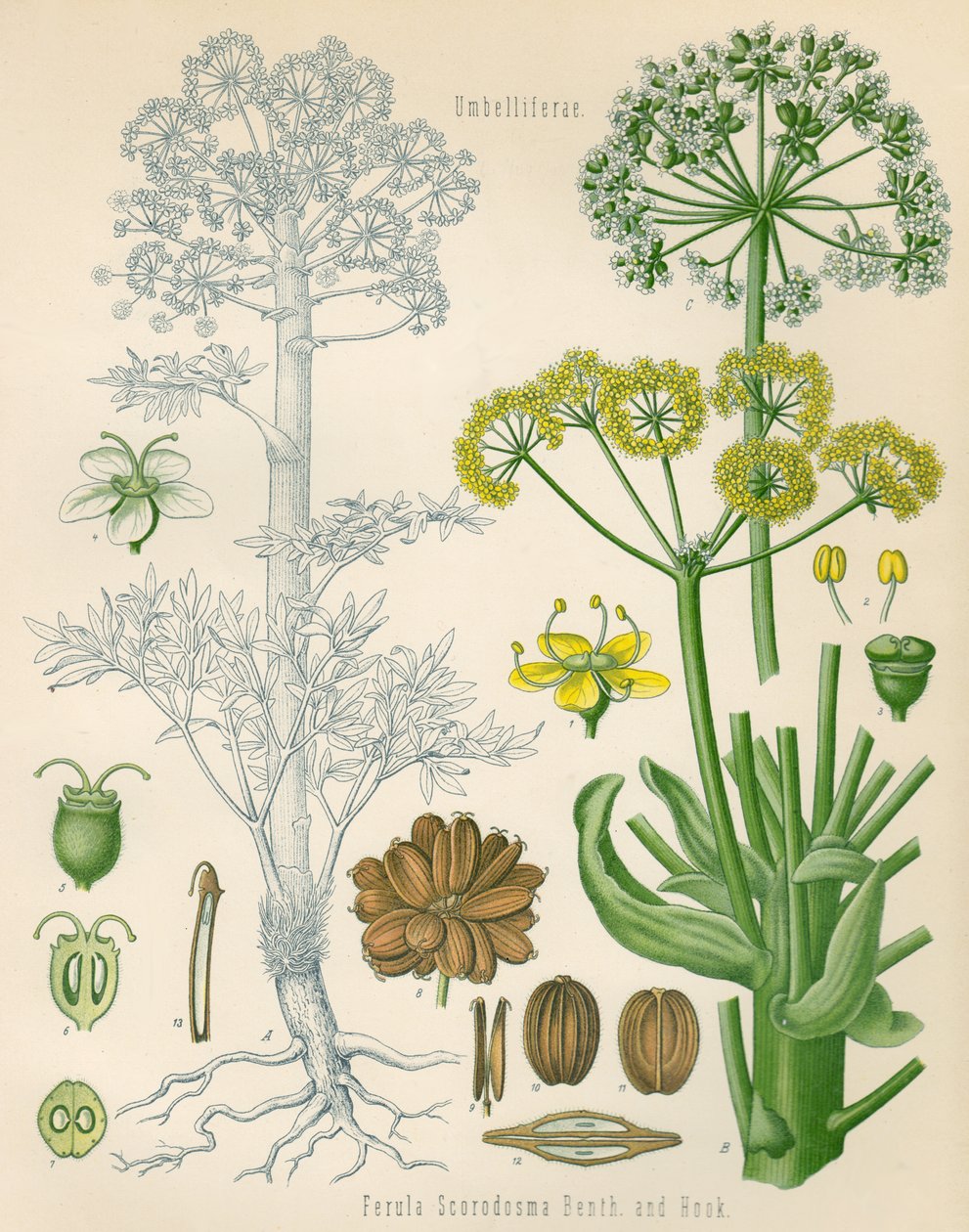 Obrázek Ferula assa-foetida od Unknown