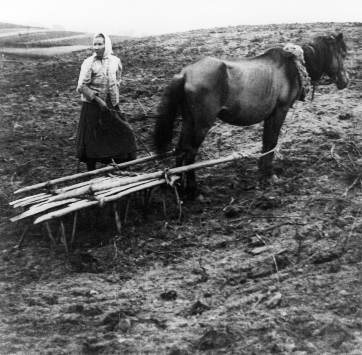 Rolnice s koněm obdělávající půdu na farmě ve vesnici Voronovo na Volze v předrevolučním Rusku, 1900. od Unknown