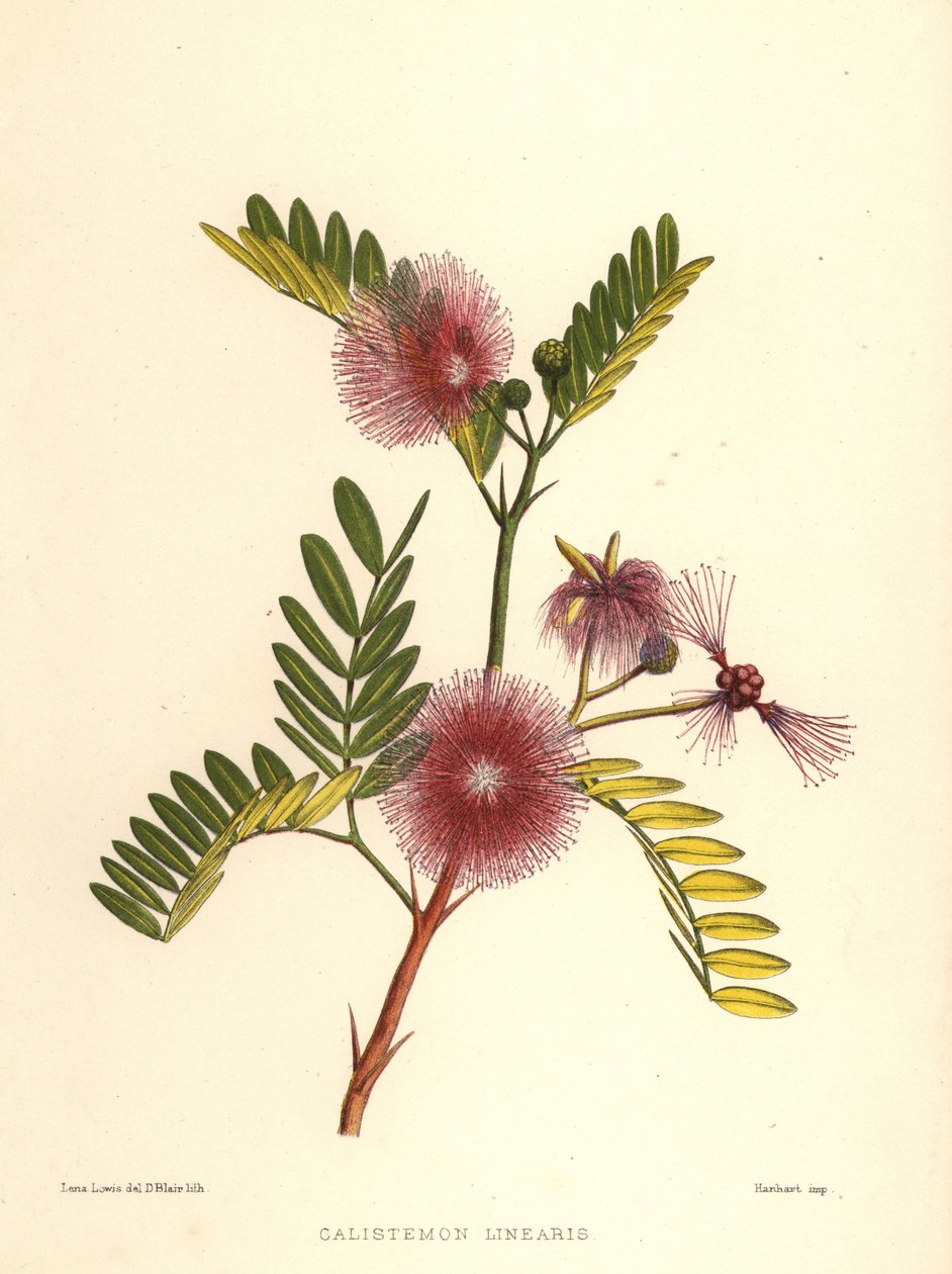 Bottlebrush, Callistemon linearis (Calistemon linearis) od Unknown