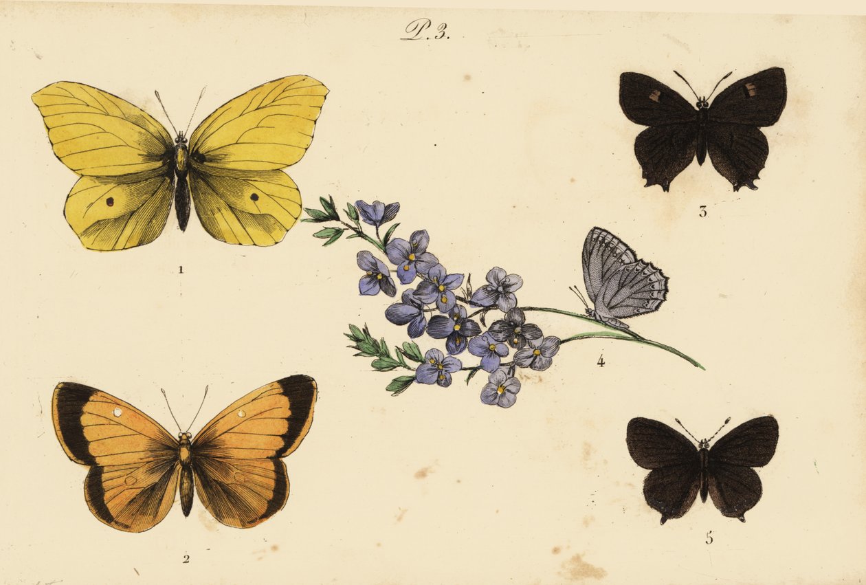 Síra obecná, Gonepteryx rhamni 1, zakalená žlutá, Colias croceus 2 hnědý pruh vlasů, Thecla betulae 3, Meleagers modrý, Polyommatus daphnis 4 a pruh černý, Satyrium pruni 5 od Unknown