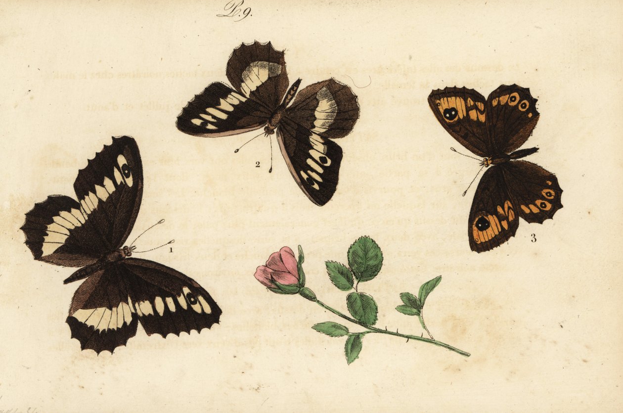 Lipan pruhovaný, Brintesia circe 1, poustevník, Chazara briseis 2, a hnědák velký, Lasiommata maera 3 od Unknown