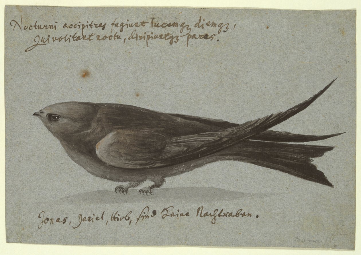 Nightjar od Unknown