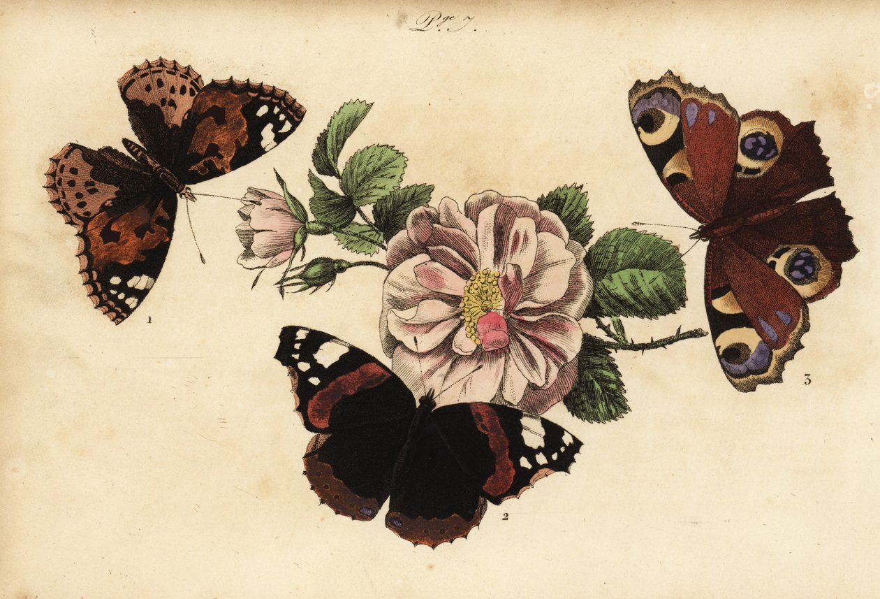 Malovaná motýlka, Vanessa cardui 1, červený admirál, Vanessa atalanta 2 a evropský páv, Aglais io 3 od Unknown