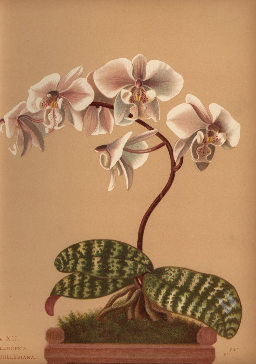 Phalaenopsis schilleriana (Phalenopsis schilleriana) od Unknown