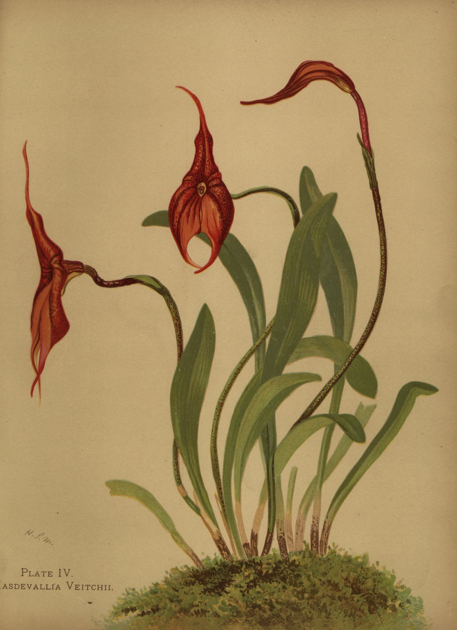 Veitchs masdevallia nebo král masdevallias, Masdevallia veitchiana od Unknown