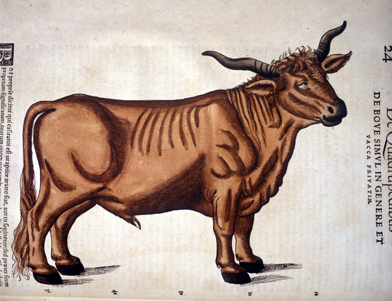 Hovězí maso z Historia Animalium Conrada Gesnera, Tiguri 1560. Biblioteca Nazionale Braidense. Milán od Unknown artist