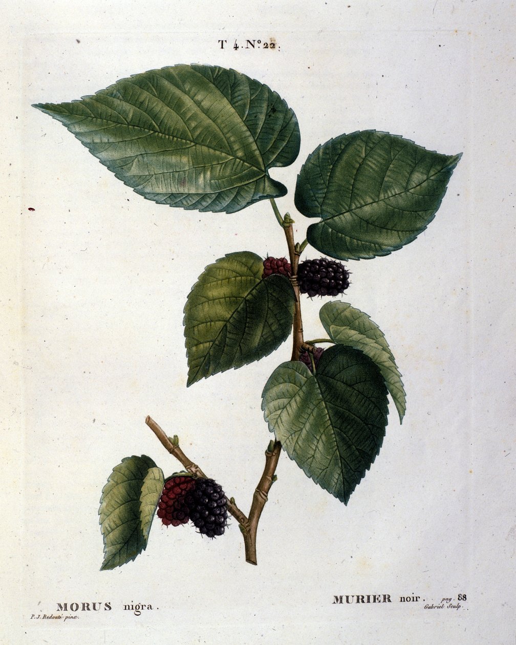 Černý murier a jeho plody: botanická tabule 19. století. od Unknown artist