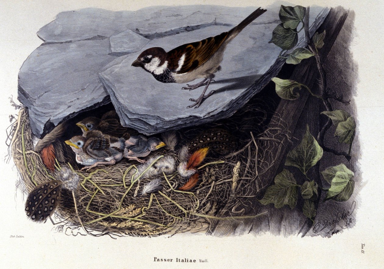 Deska představující obyčejného ptáka (nebo vrabce) poblíž jeho hnízda. od Unknown artist