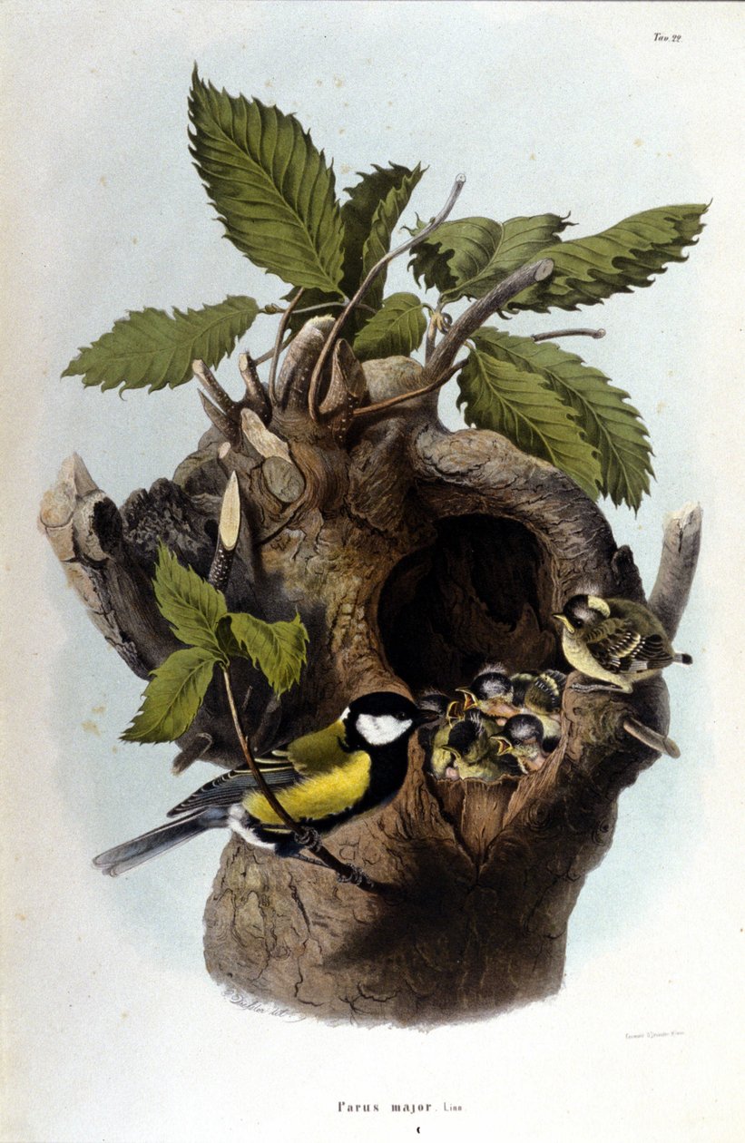 Deska představující obyčejného ptáka (nebo vrabce) poblíž jeho hnízda. od Unknown artist
