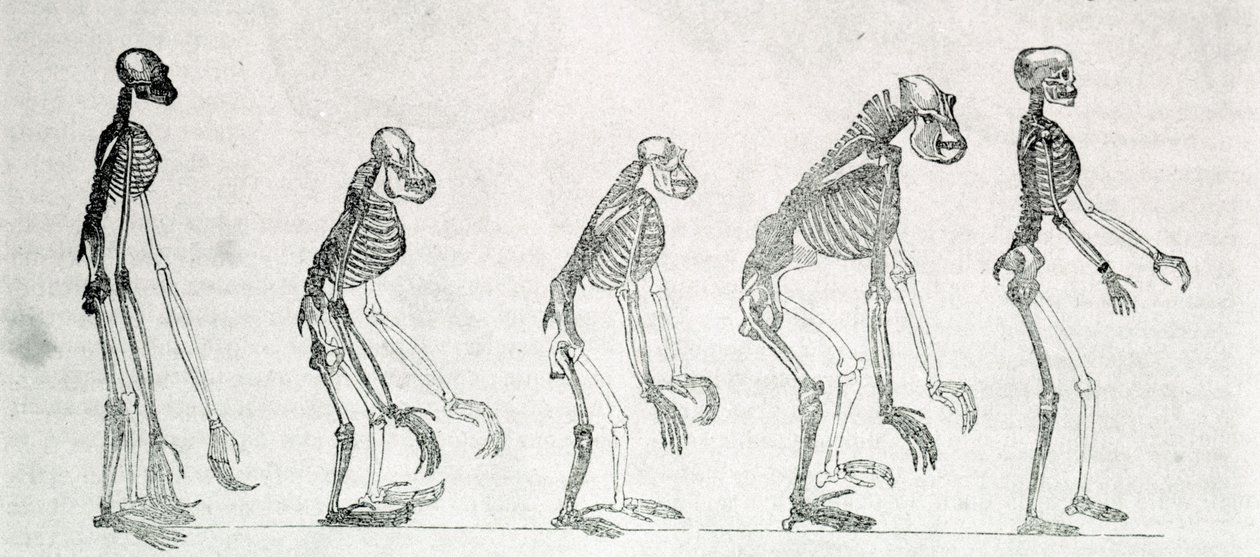 Srovnávací studie koster člověka a opic: gibon, orang outan (orangutan, orang outang, orangutan), šimpanz a gorila. od Unknown artist