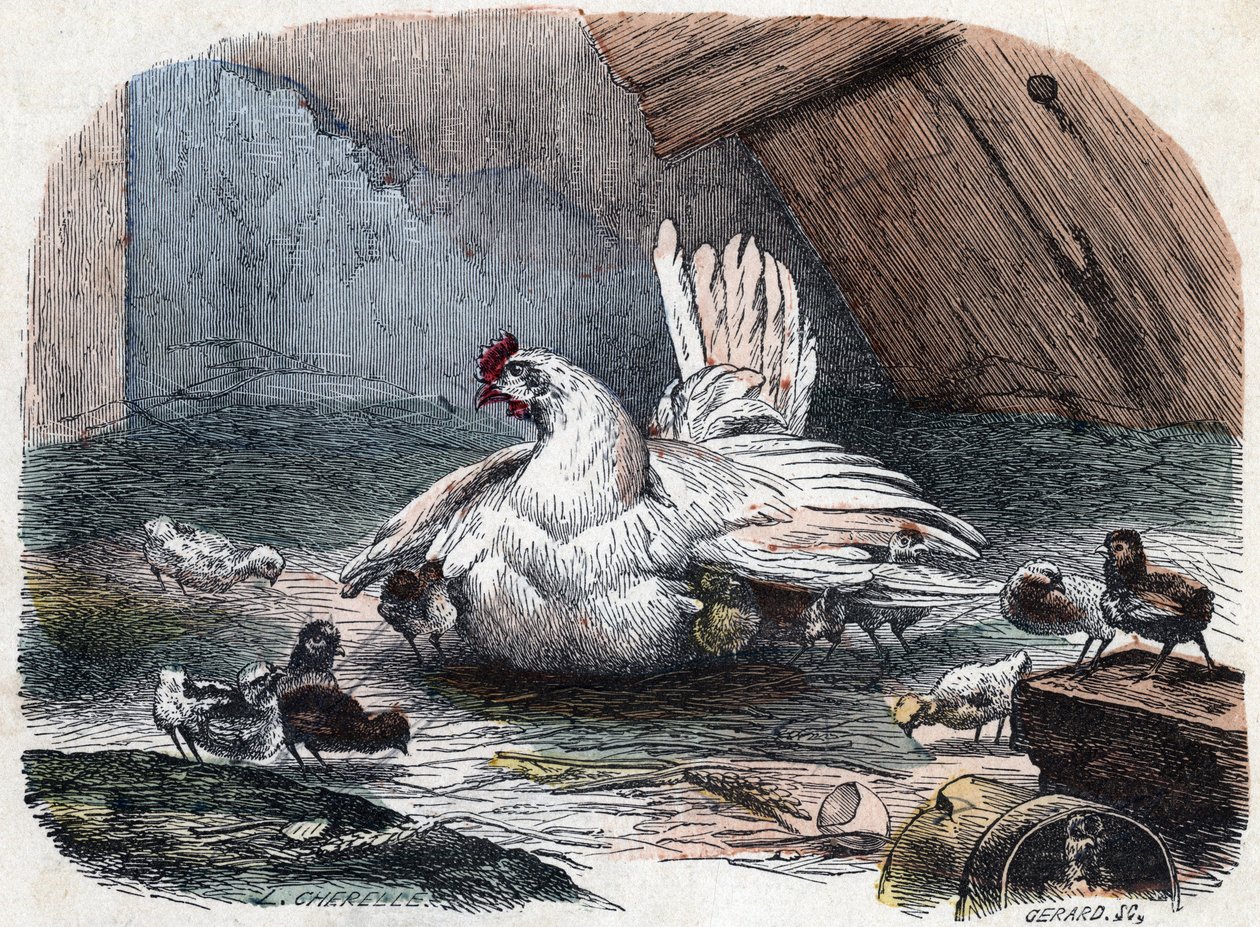 Slepice chrání svá kuřata před chladem roztažením křídel. od Unknown artist