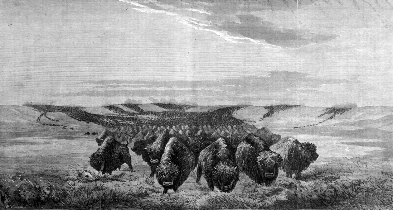 Louka v údolí Missouri prochází obrovské shromáždění bizonů od Unknown artist