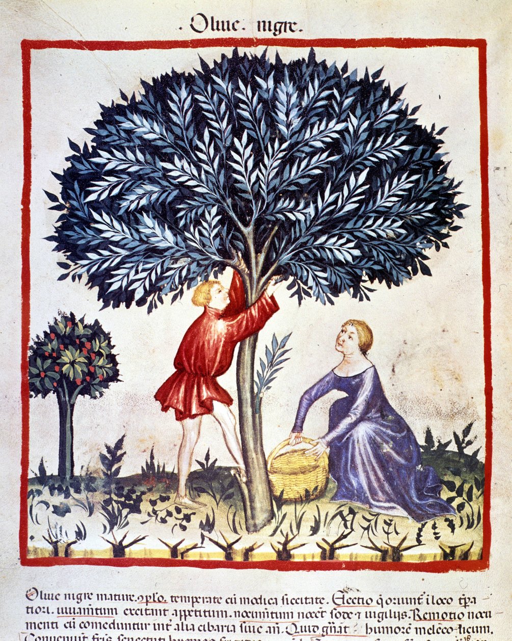 Muž vyleze na olivovník, aby sbíral černé olivy. Osvětlení z dojení medicíny a dietetiky „“Tacuinum sanitatis““ od Unknown artist