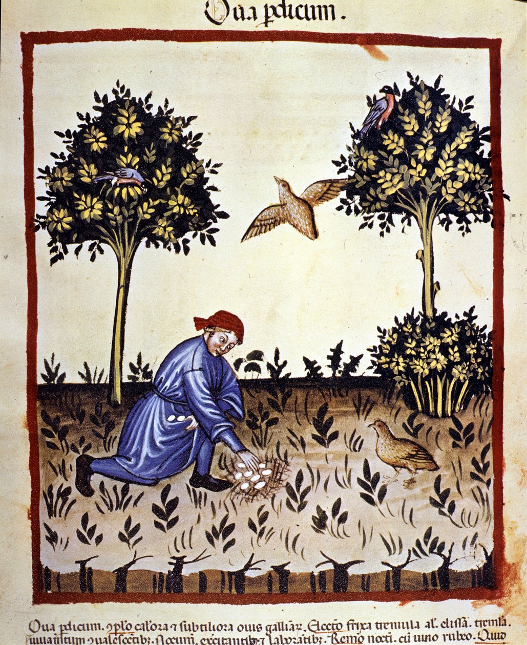 Muž vybírá vejce z hnízda koroptev. Osvětlení z dojení medicíny a dietetiky „“Tacuinum sanitatis““ od Unknown artist