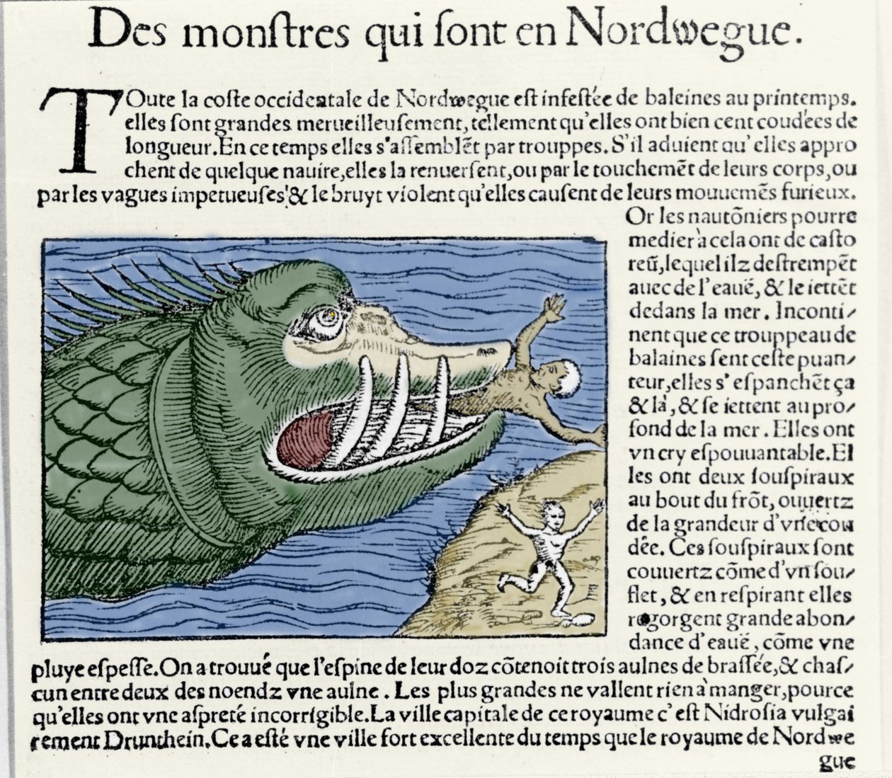Mořské monstrum bije plavce poblíž pobřeží Norska. Rytina Olause Magnuse (1490 - 1557), švédského náboženského a geografa, „Historia de Gentis Septentrionalibus“, Benátky od Unknown artist