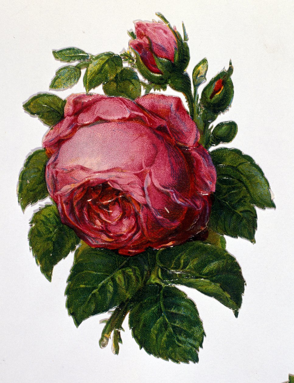 Růže od Unknown artist