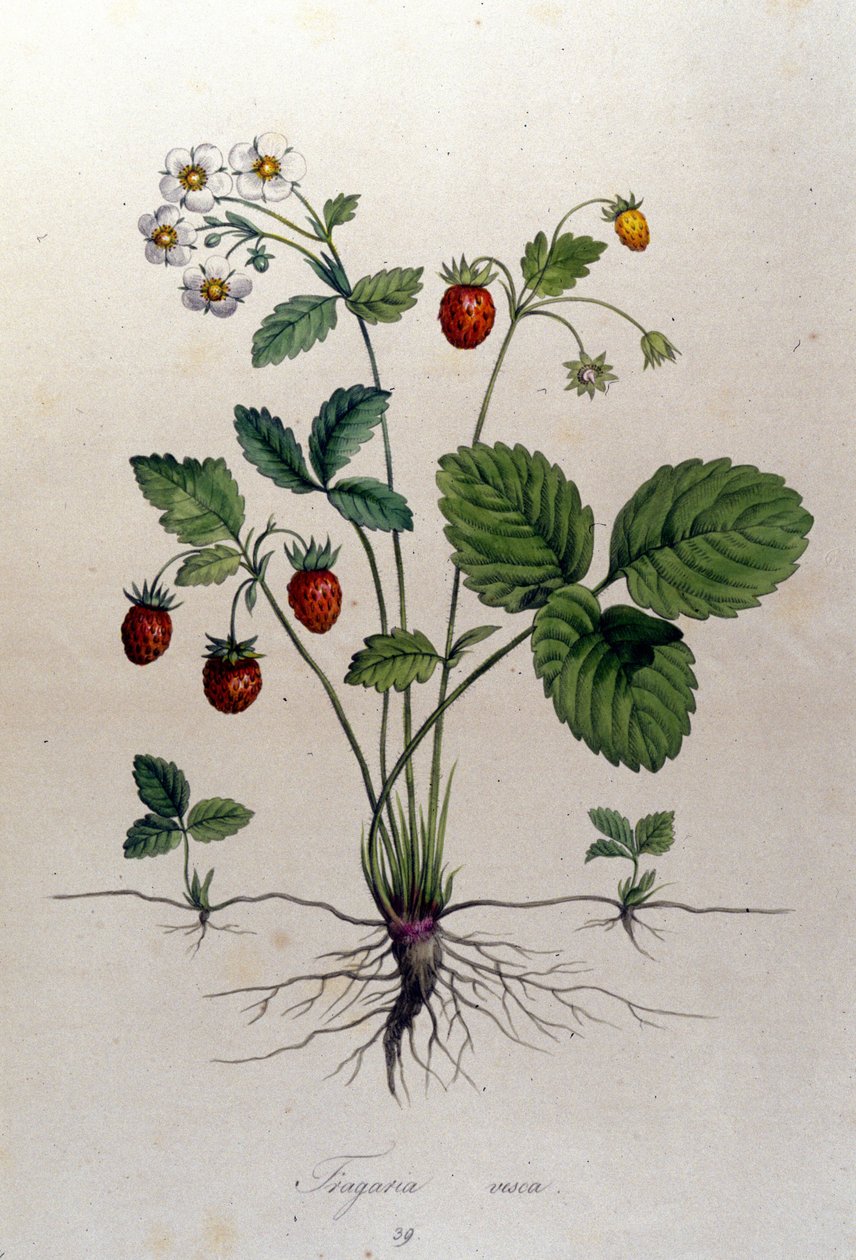 Jahodník a jeho plody: botanická tabule z 19. století. od Unknown artist