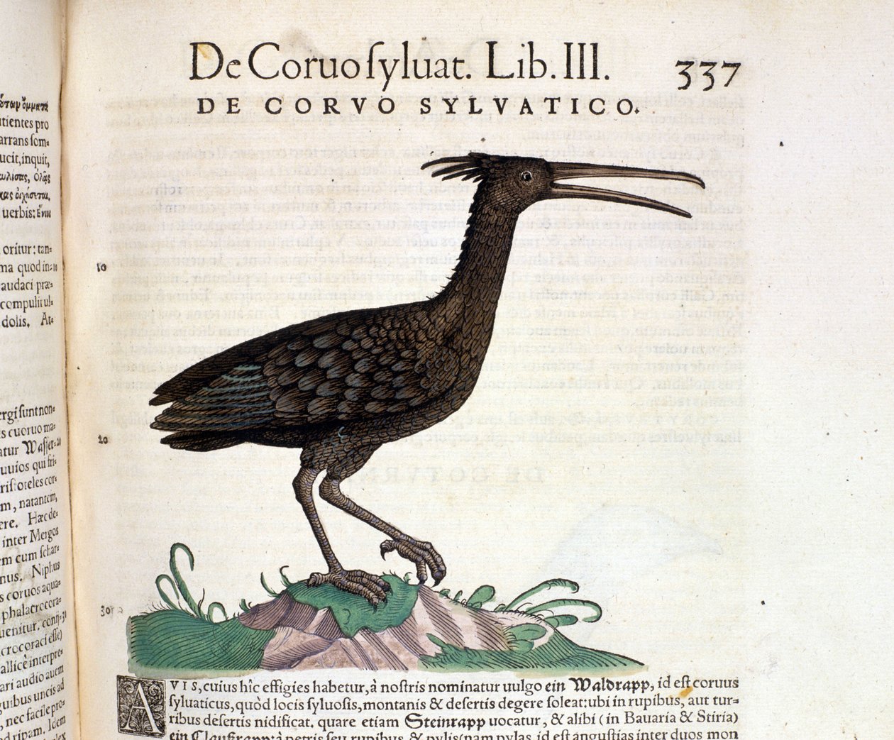 Divoký havran z Historia Animalium Conrada Gesnera, Tiguri 1560. Biblioteca Nazionale Braidense. Milán od Unknown artist
