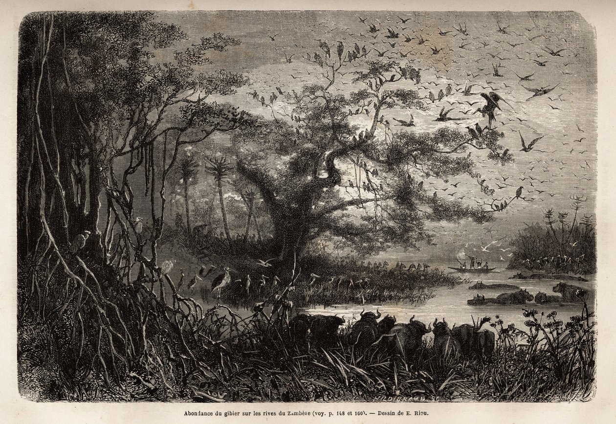 Hojnost zvěře na březích Zambese. Rytina pro ilustraci prvních plaveb Dr. Livingstonea do jižní Afriky v letech 1840 až 1856 v „Le tour du monde, nouveau journal des voyages““ vydaném pod vedením Edouarda Chartona od Unknown artist