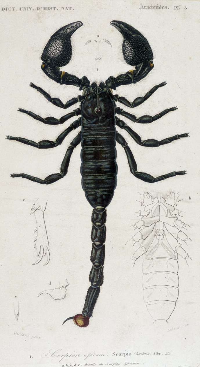 African Scorpion - přírodovědná tabule od Unknown artist