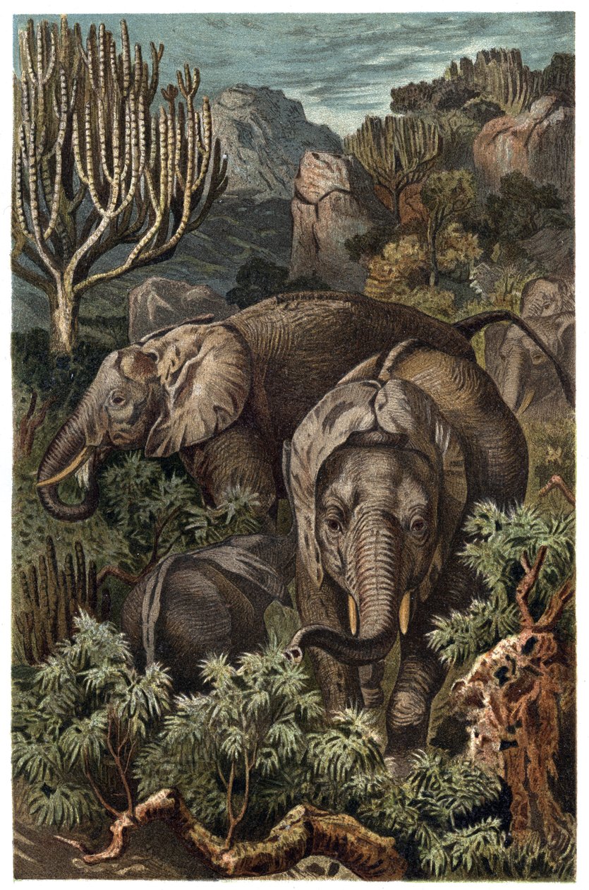 Slon africký (Loxodonta) - Slon africký (Loxodonta) - rytina z „”Brehmova života zvířat”” od Alfreda Edmunda Brehma (1829-1884) od Unknown artist