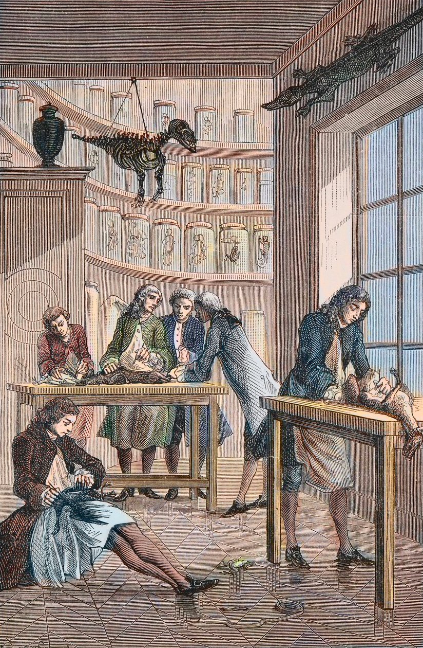 Albrecht von Haller (Albert de Haller) (1708-1777) ve své laboratoři Bern ve Švýcarsku - Laboratoř švýcarského lékaře Albrechta von Haller (1708-1777) v Bernu od Unknown artist