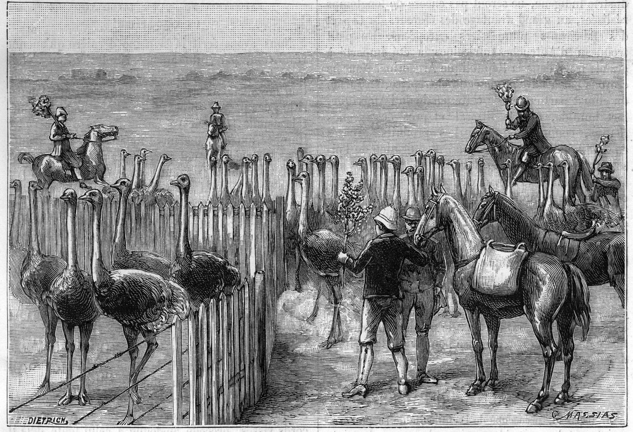 Pštrosí park v Heaterton Towers v jižní Africe v roce 1895. od Unknown artist