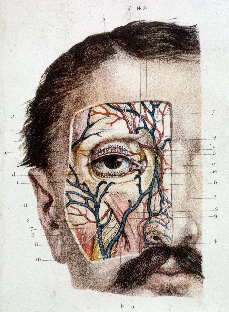 Anatomická deska na oko a jeho okolí (potažená kůží) od Unknown artist