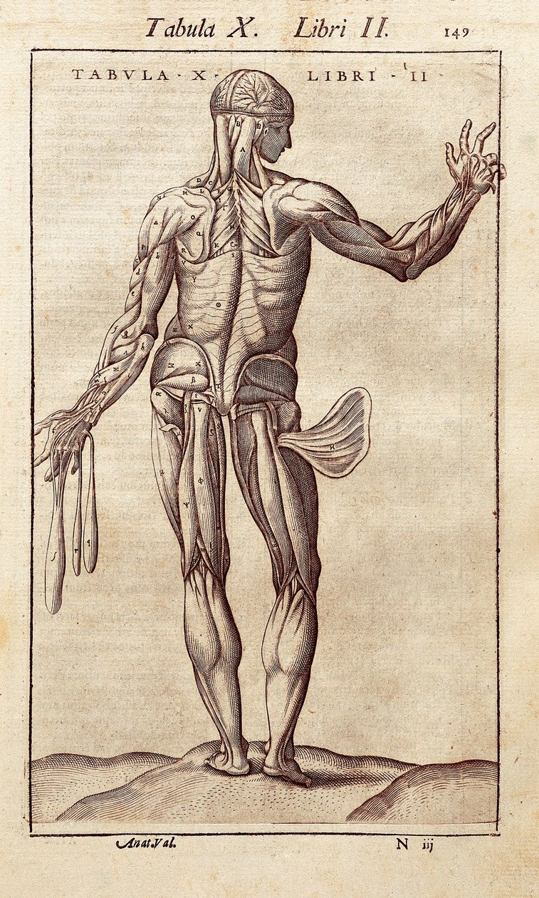 Anatomická deska představující muže na zádech. Rytina do „" Anatomia Corporis Humani " od Juana Valverde De Amusco (1525-1588). Barcelona. Biblioteca de Catalunya (Národní knihovna Katalánska, Barcelona). od Unknown artist