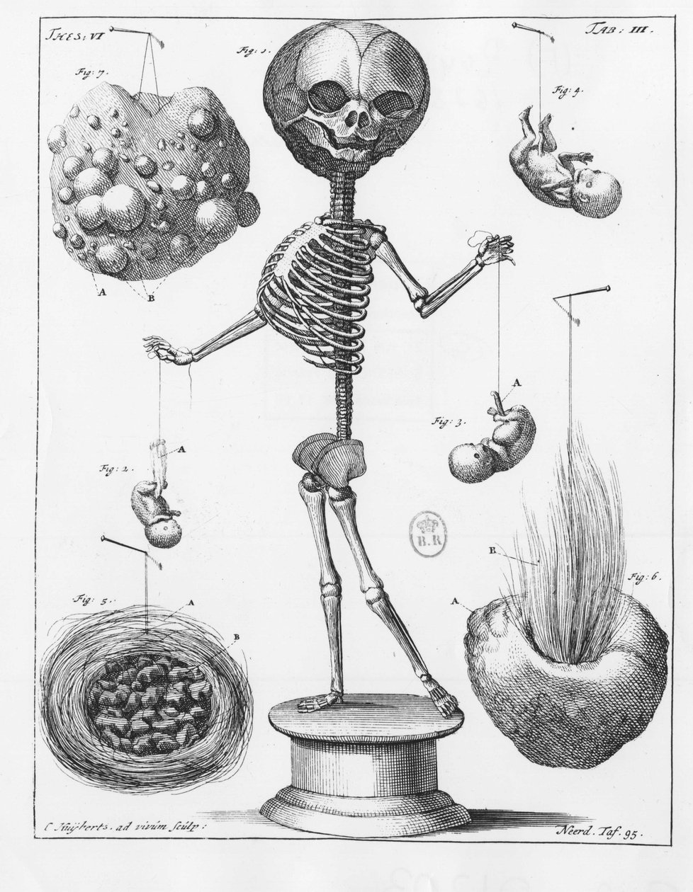 Anatomická deska představující kostru od Frederika Ruysche (1638-1731), holandského anatoma. od Unknown artist