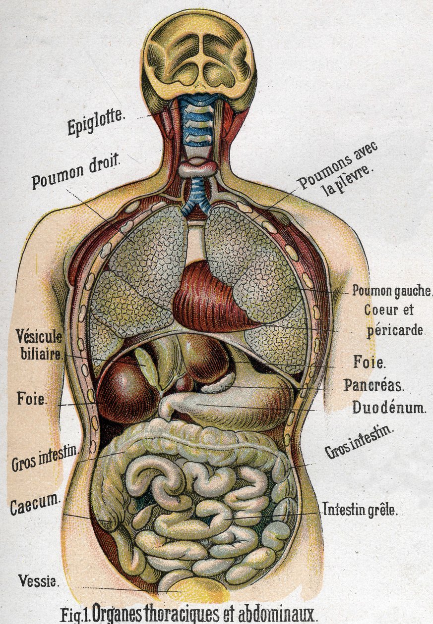 Anatomie: Hrudník a břišní orgán. (Střevo, játra, slinivka, plíce atd.) v Nové přírodní léčbě od F.E. Bilze.1898. od Unknown artist