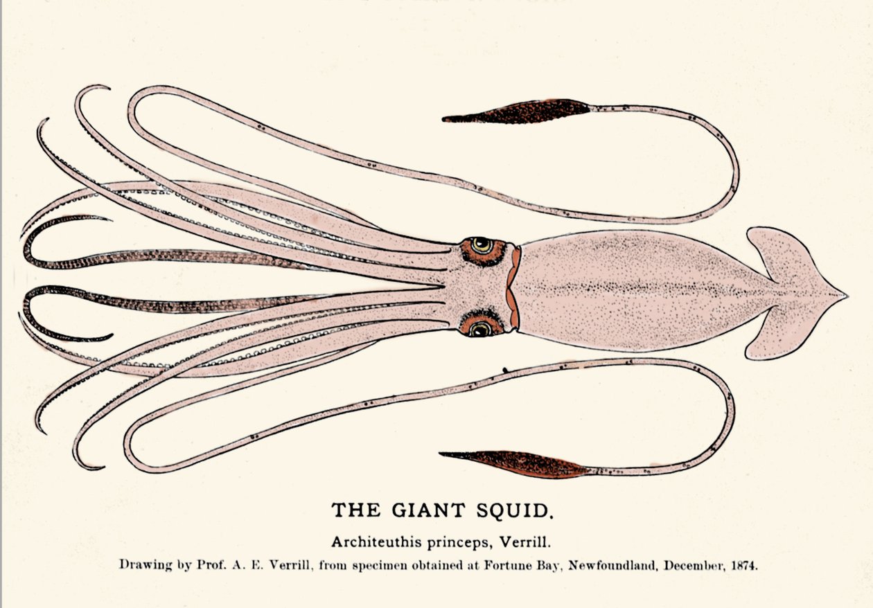 Architeuthis princeps, obří chobotnice selhala na pláži Fortune Bay (Newfoundland) v prosinci 1874 a poprvé ji popsal profesor A.E. Verrill. Erotická rytina. od Unknown artist