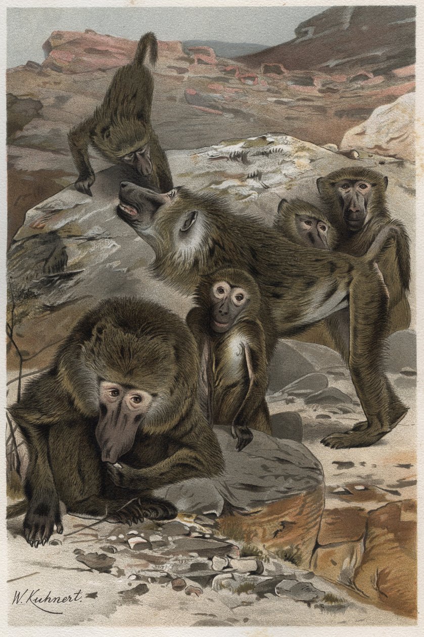 Paviáni - Paviáni (Cercopithecinae) - rytina z „“Brehmova života zvířat”” od Alfreda Edmunda Brehma (1829-1884) od Unknown artist