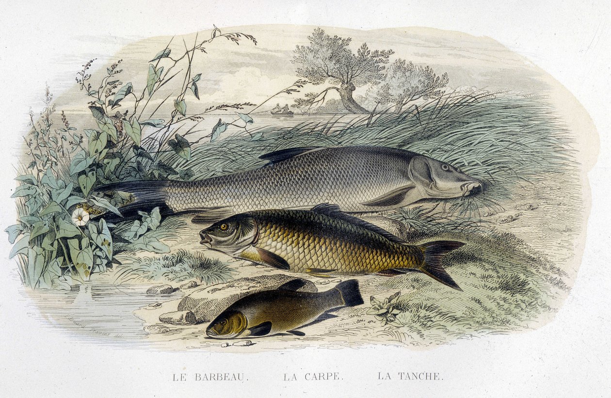 Parma, kapr a lín - v “” Histoire naturelle”” od Lacépède, T.II, ed. Furne and Co., Paříž od Unknown artist