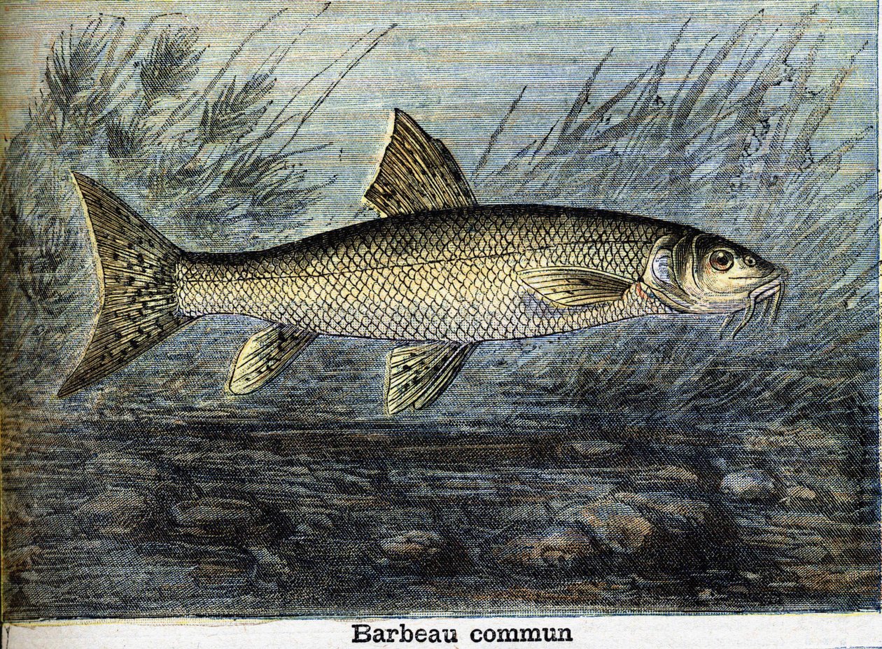Parma obecná. Rytina z roku 1897 od Unknown artist