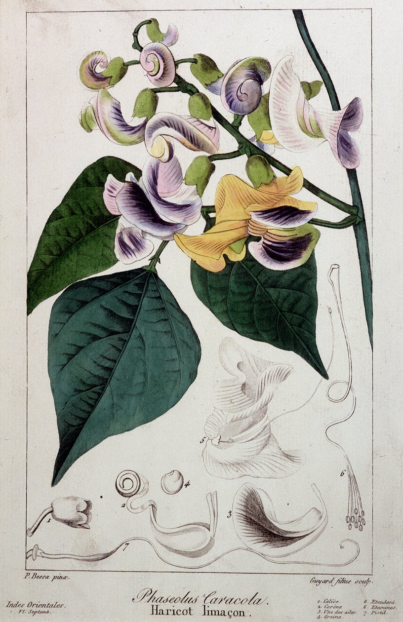 Fazolový slimák (phaseolus caracola), botanická deska od Unknown artist