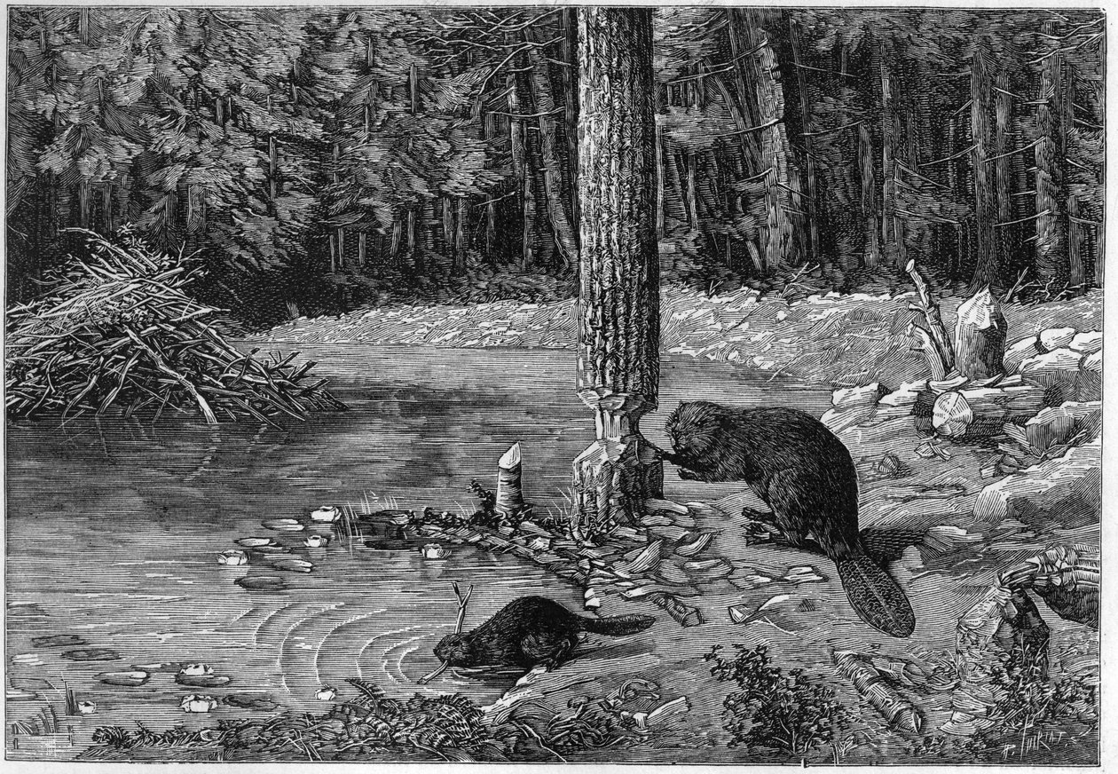 Bobr řezání kmen stromu, aby se hráz. od Unknown artist