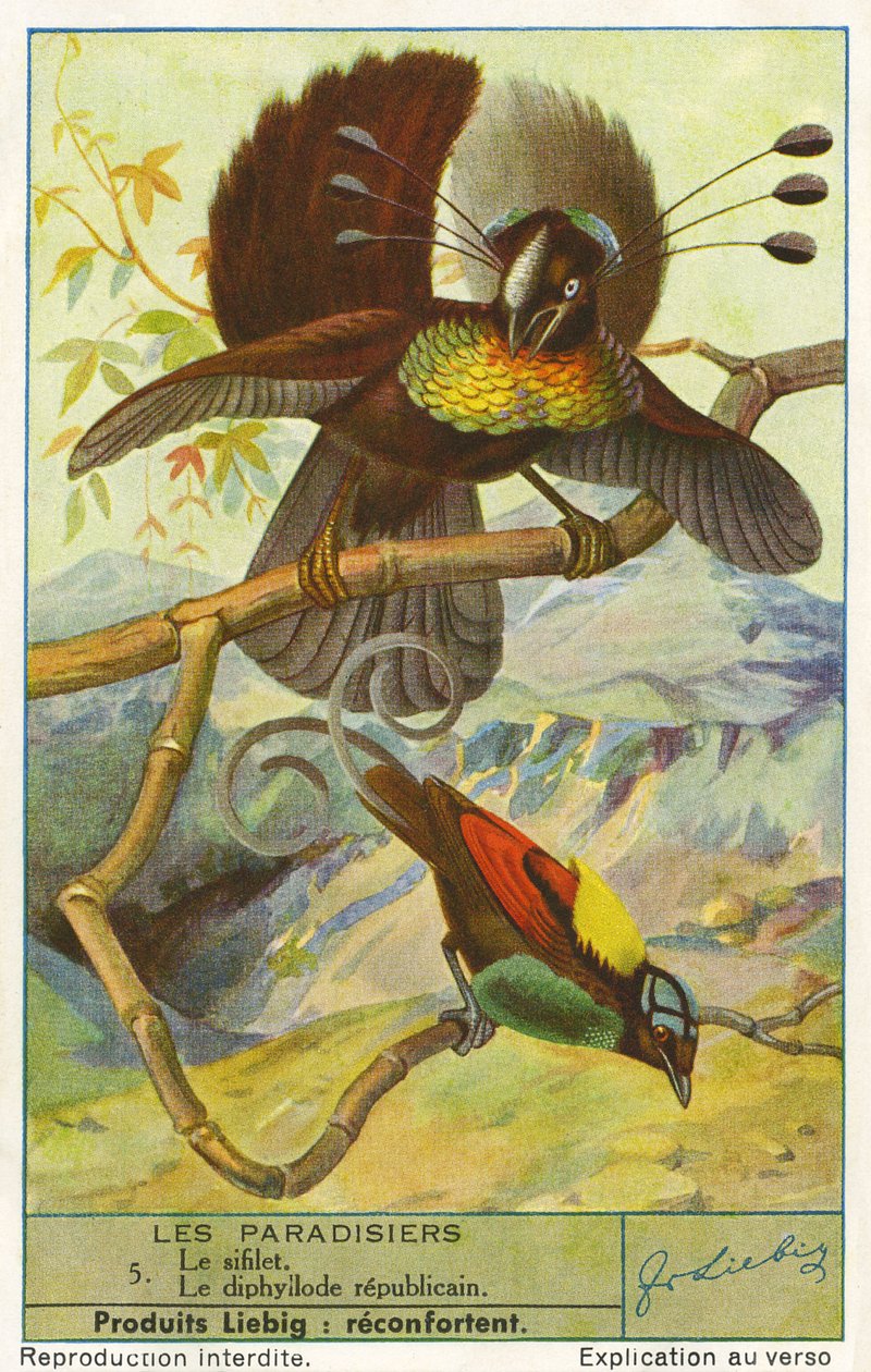 Rajský pták od Unknown artist
