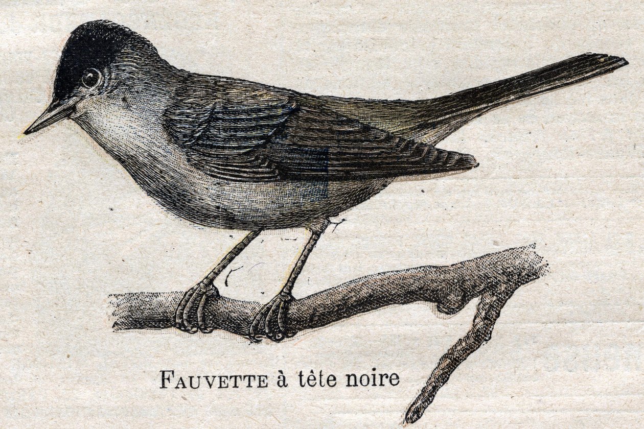 Ptáci užiteční v zemědělství: Pěnice černonohá od Unknown artist