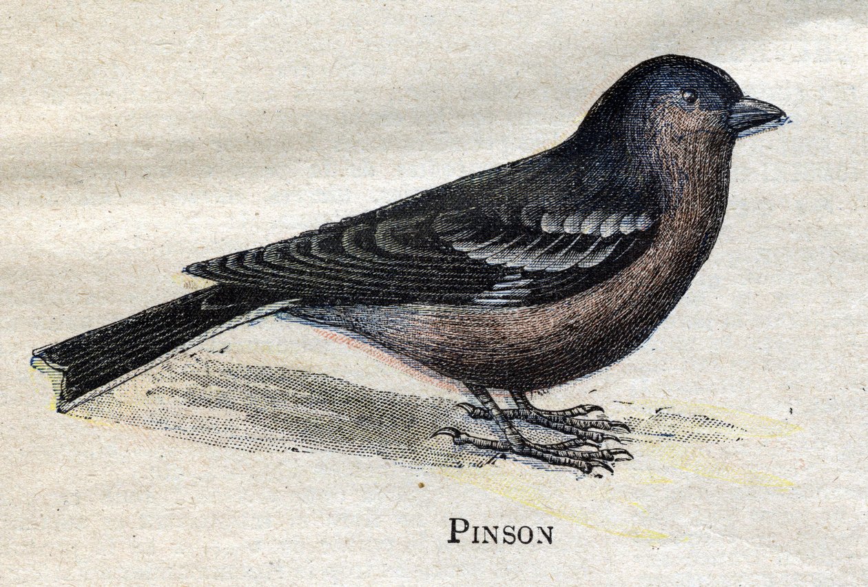 Ptáci užiteční pro zemědělství: Pinson od Unknown artist