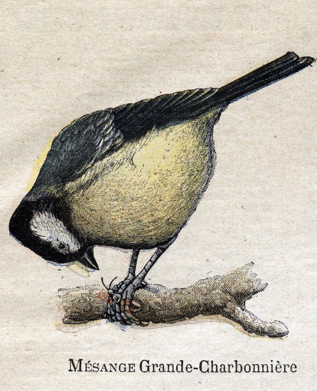 Ptáci užiteční pro zemědělství: Big Chickadee - Coal od Unknown artist